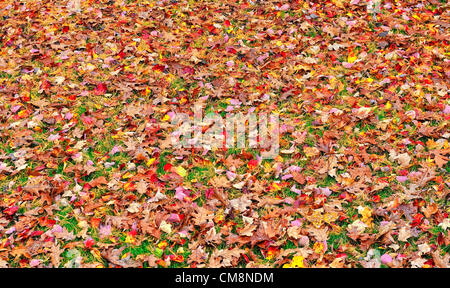 Colori d'autunno lascia coprire un prato come uragano Sandy porta maggiore vento per l'area. Zucchero, giapponese e altre foglie di acero e foglie di quercia soffiare del vento. Foto Stock