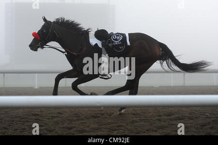 Ottobre 31, 2012 - Arcadia, California, Stati Uniti - Scene dalla mattina gli allenamenti per la prossima Breeders Cup a Santa Anita Park, il 31 ottobre 2012. (Credito Immagine: © Scott Serio/eclipse/ZUMAPRESS.com) Foto Stock