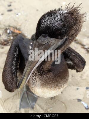 Luglio 11, 2012 - Los Angeles, California (CA, Stati Uniti - un pellicano è visto alla spiaggia di Santa Monica. (Credito Immagine: © Ringo Chiu/ZUMAPRESS.com) Foto Stock