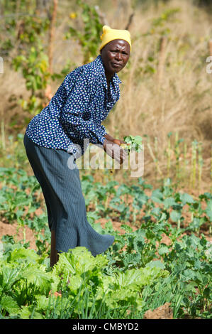 Giugno 21, 2012 - Villaggio lucrativa 2 (villaggio, dello Zimbabwe - Giugno 21, 2012, Makonde, dello Zimbabwe - CRS beneficiari lavorano nel giardino hanno iniziato dopo il CRS trapanato un foro di trivellazione nel villaggio di Gainfull 2 nel Distretto Makonde dello Zimbabwe nel 2011. Il giardino consente un facile accesso per gli abitanti di un villaggio di cibo nutriente, che era difficile prima del foro di trivellazione come i giardini erano lontani vicino al fiume e sono stati spesso hanno razziato da animali selvatici. Il foro di trivellazione era uno di 22 in questo quartiere da soli forato o riabilitato dal CRS attraverso l'agenzia partner Caritas Zimbabwe come parte dell'Enhanced Rurale Water Sanitation Foto Stock