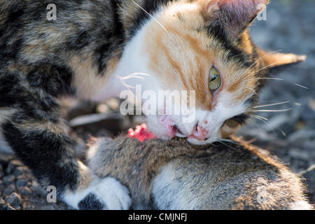 Agosto 17, 2012 - Roseburg, Oregon, Stati Uniti - una femmina di gatto domestico si alimenta di un coniglio selvatico ha catturato e ucciso un una fattoria rurale della contea di Douglas nei pressi di Roseburg. (Credito Immagine: © Robin Loznak/ZUMAPRESS.com) Foto Stock