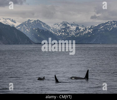 1 luglio 2012 - Alaska, USA - parte di un pod di Orca balene (Orcinus Orca) nuotare nella Risurrezione Bay nel Parco nazionale di Kenai Fjords in Alaska con le Kenai Mountains in background. Popolarmente conosciuta come orche sono il più grande membro della famiglia dei delfini e predatori i mammiferi marini. Le orche sono state colpite nel Kenai Fjords regione dalla Exxon Valdez fuoriuscite di olio. (Credito Immagine: © Arnold Drapkin/ZUMAPRESS.com) Foto Stock