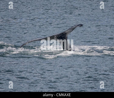 1 luglio 2012 - Alaska, USA - Una Megattera (Megaptera novaeangliae) nella Risurrezione Bay nel Parco nazionale di Kenai Fjords in Alaska passera nera fino--solleva la sua coda fuori dell'acqua--come si inizia la sua immersione. Le balene sono identificati tramite la marcatura sul lato inferiore della marra. Tre di una serie di sei. (Credito Immagine: © Arnold Drapkin/ZUMAPRESS.com) Foto Stock