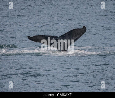 1 luglio 2012 - Alaska, USA - Una Megattera (Megaptera novaeangliae) nella Risurrezione Bay nel Parco nazionale di Kenai Fjords in Alaska passera nera fino--solleva la sua coda fuori dell'acqua--come si inizia la sua immersione. Le balene sono identificati tramite la marcatura sul lato inferiore della marra. 5 di una serie di sei. (Credito Immagine: © Arnold Drapkin/ZUMAPRESS.com) Foto Stock