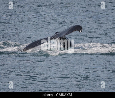 1 luglio 2012 - Alaska, USA - Una Megattera (Megaptera novaeangliae) nella Risurrezione Bay nel Parco nazionale di Kenai Fjords in Alaska passera nera fino--solleva la sua coda fuori dell'acqua--come si inizia la sua immersione. Le balene sono identificati tramite la marcatura sul lato inferiore della marra. Primo di una serie di sei. (Credito Immagine: © Arnold Drapkin/ZUMAPRESS.com) Foto Stock