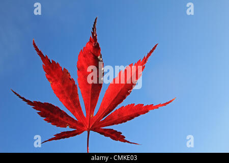 Epsom Surrey, Inghilterra, Regno Unito. Il 2 novembre 2013. Il sole del mattino splende attraverso le foglie rosse di questo acero giapponese (Acer palmatum) come autunno prende una attesa sulla Gran Bretagna meridionale. Tuttavia le temperature sono ancora molto mite per il tempo dell'anno raggiungendo un alto di 14 gradi centigradi oggi. Credito: Giubileo Immagini/Alamy Live News Foto Stock