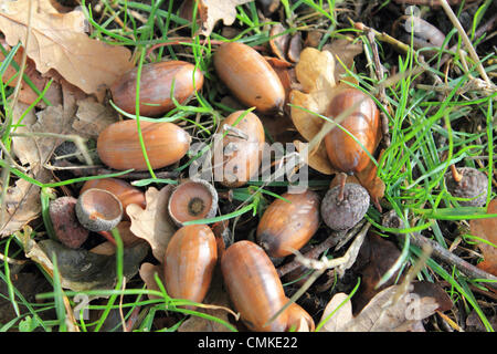 Epsom Surrey, Inghilterra, Regno Unito. Il 2 novembre 2013. Parco naturale de los alcornocales sono in abbondanza in autunno prende una attesa sulla Gran Bretagna meridionale. Un raccolto di frutta è stato visto questo autunno a causa di questo anni meteo creando le condizioni ideali per la loro crescita. Le temperature sono anche molto mite per il tempo dell'anno raggiungendo un alto di 14 gradi centigradi oggi. Credito: Giubileo Immagini/Alamy Live News Foto Stock