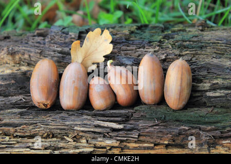 Epsom Surrey, Inghilterra, Regno Unito. Il 2 novembre 2013. Parco naturale de los alcornocales sono in abbondanza in autunno prende una attesa sulla Gran Bretagna meridionale. Un raccolto di frutta è stato visto questo autunno a causa di questo anni meteo creando le condizioni ideali per la loro crescita. Le temperature sono anche molto mite per il tempo dell'anno raggiungendo un alto di 14 gradi centigradi oggi. Credito: Giubileo Immagini/Alamy Live News Foto Stock