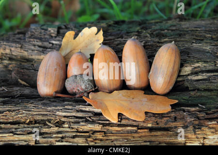 Epsom Surrey, Inghilterra, Regno Unito. Il 2 novembre 2013. Parco naturale de los alcornocales sono in abbondanza in autunno prende una attesa sulla Gran Bretagna meridionale. Un raccolto di frutta è stato visto questo autunno a causa di questo anni meteo creando le condizioni ideali per la loro crescita. Le temperature sono anche molto mite per il tempo dell'anno raggiungendo un alto di 14 gradi centigradi oggi. Credito: Giubileo Immagini/Alamy Live News Foto Stock