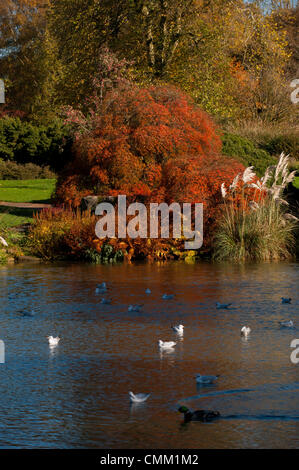 Wakehurst Sussex Regno Unito 4 novembre 2013 - Media Photocall per i colori autunnali guarda al meglio nei giardini Wakehurst, con i famosi alberi che mostrano oro e bronzi al sole Foto Stock