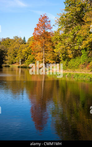 Wakehurst Sussex Regno Unito 4 novembre 2013 - Media Photocall per i colori autunnali guarda al meglio nei giardini Wakehurst, con i famosi alberi che mostrano oro e bronzi al sole Foto Stock