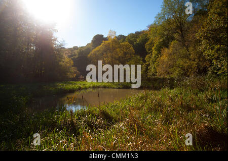 Wakehurst Sussex Regno Unito 4 novembre 2013 - Media Photocall per i colori autunnali guarda al meglio nei giardini Wakehurst, con i famosi alberi che mostrano oro e bronzi al sole Foto Stock