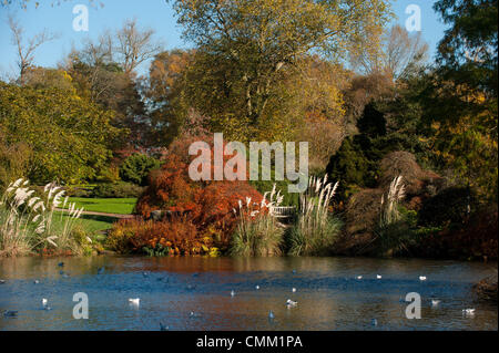 Wakehurst Sussex Regno Unito 4 novembre 2013 - Media Photocall per i colori autunnali guarda al meglio nei giardini Wakehurst, con i famosi alberi che mostrano oro e bronzi al sole Foto Stock