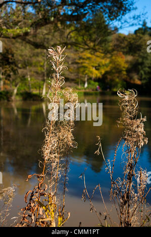 Wakehurst Sussex Regno Unito 4 novembre 2013 - Media Photocall per i colori autunnali guarda al meglio nei giardini Wakehurst, con i famosi alberi che mostrano oro e bronzi al sole Foto Stock