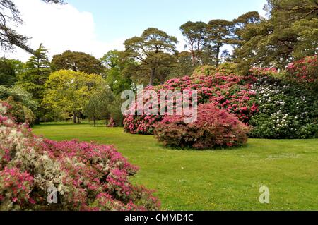 I giardini di Muckross House sono celebri per la loro raffinata collezione di azalee e rododendri in fiore durante il mese di maggio, foto scattata il 27 maggio 2013. Muckross House e giardini sono situati nel mezzo di uno spettacolare scenario del Parco Nazionale di Killarney nella Contea di Kerry, che è stato designato come una Riserva della Biosfera nel 1981 dall'UNESCO. Molti alberi esotici e cespugli fioriscono nel clima mite e posizione riparata di Muckross giardini. Muckross House e giardini sono supposti per essere uno di Irlanda più popolari attrazioni turistiche. Foto: Frank Baumgart Foto Stock