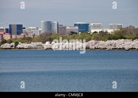 Fiori Ciliegio intorno al bacino di marea in DC di Washington nei pressi di Jefferson Memorial con Rosslyn skyline della città Foto Stock
