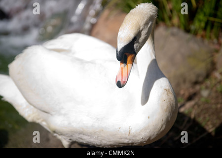 Swan; giovani swan; bambino swan; amore e pace; resto Foto Stock