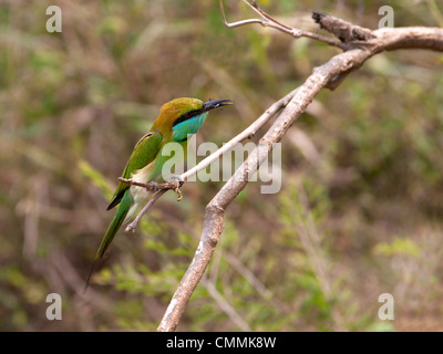 Poco verde gruccione con bee, insetto nel becco, Yala Foto Stock