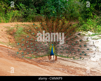 Peacock con coda ventaglio, Sri Lanka Foto Stock