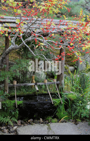 Albero con bacche rosse nella parte anteriore della purificazione dell'acqua posto in Arashiyama, Kyoto, Giappone Foto Stock