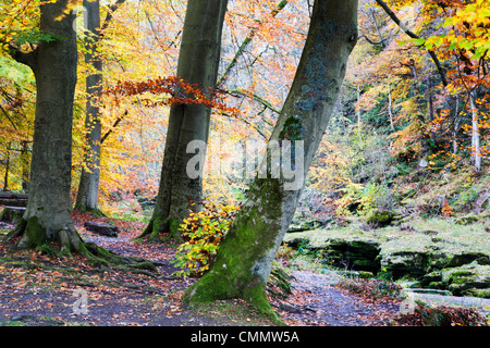 In autunno gli alberi dal 'hotel Astrid in 'hotel Astrid legno, Bolton Abbey, nello Yorkshire, Inghilterra, Regno Unito, Europa Foto Stock