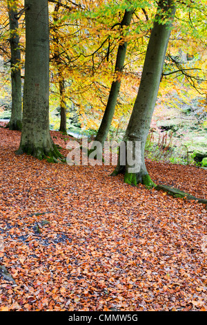 Autunno alberi e foglie cadute in 'hotel Astrid legno, Bolton Abbey, nello Yorkshire, Inghilterra, Regno Unito, Europa Foto Stock