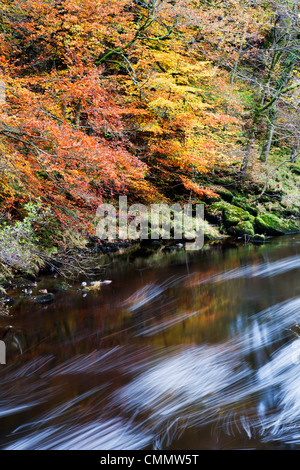 I colori autunnali dal fiume Wharfe in 'hotel Astrid legno, Bolton Abbey, nello Yorkshire, Inghilterra, Regno Unito, Europa Foto Stock