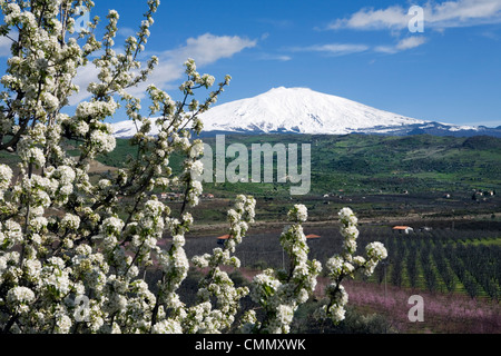 Fiore e il Monte Etna, vicino a Cesaro, Sicilia, Italia, Europa Foto Stock