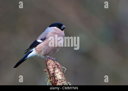 Bullfinch femmina Foto Stock
