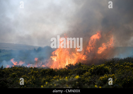 Controllato o prescritte bruciore, noto anche come riduzione del pericolo di bruciatura o Swailing su,Dartmoor Devon,gorse,bracken,swaling,bruciando controllato su Dar Foto Stock