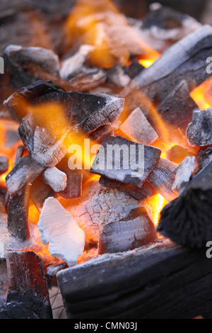 Decadendo carboni rossi di un albero in un incendio Foto Stock