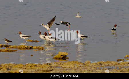 Rosso Colli Avocet. Recurvirostra novaehollandae Foto Stock