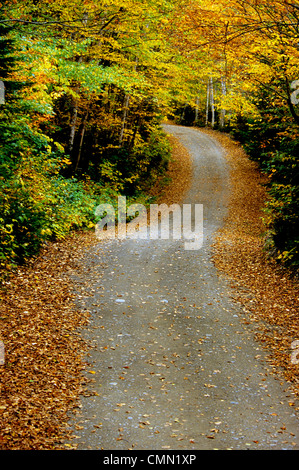 Strada di campagna, Monte Carleton Provincial Park, New Brunswick. Foto Stock