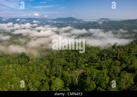 Basse nubi appesa sopra lowland Dipterocarp foresta pluviale. Danum Valley, Sabah Borneo. Foto Stock