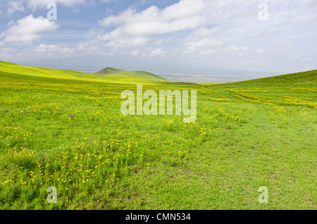 Stati Uniti d'America, Hawaii, Hawai'i, S. Kohala distretto. Verdi colline di Parker Ranch rangeland da Hy 200 Sella strada.. Foto Stock