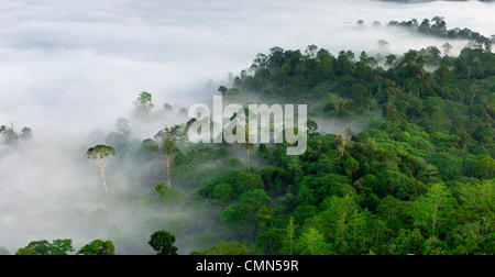 La nebbia e basse nubi appesa sopra lowland Dipterocarp foresta pluviale con emergente struttura Menggaris visibile. Danum Valley, Sabah Borneo Foto Stock