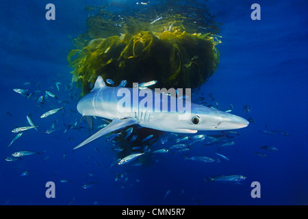 Blue Shark, Prionace glauca, capretti, con la scuola di jack sgombro, Trachurus symmetricus, sotto il drifting kelp paddy, San Diego Foto Stock