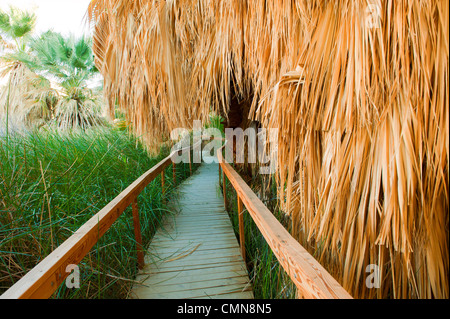 Passerella in legno attraverso la zona tropicale Foto Stock