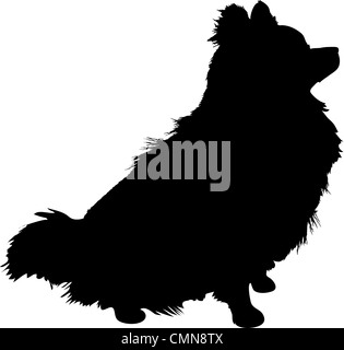 La silhouette di una seduta di Pomerania cane nel profilo. Foto Stock