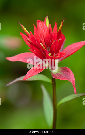 Rosso pennello comune "Castilleja miniata' trovato in Montana Occidentale. Foto Stock