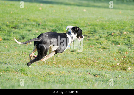 Giovani in bianco e nero, Lurcher spaniel cross in volata in un campo di distanza dalla fotocamera Foto Stock
