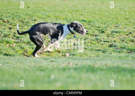 Giovani in bianco e nero, Lurcher spaniel cross in volata su un campo. Foto Stock