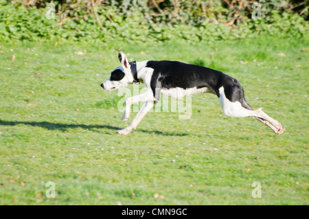 Giovani in bianco e nero, Lurcher spaniel cross in volata su un campo. Foto Stock