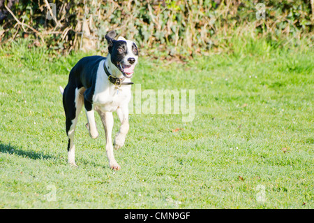 Giovani in bianco e nero, Lurcher spaniel cross in volata su un campo. Foto Stock