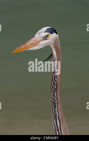 Close-up di un airone blu. Foto Stock