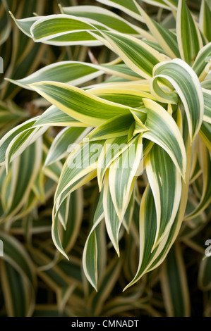 Cavolo impianto di Palm in un giardino botanico in Kauai, Hawaii. Foto Stock