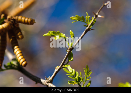 Primo piano di foglie di Screwbean mesquite tree. Foto Stock