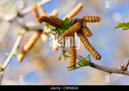 Close up di sementi in cialde da Screwbean mesquite tree Foto Stock