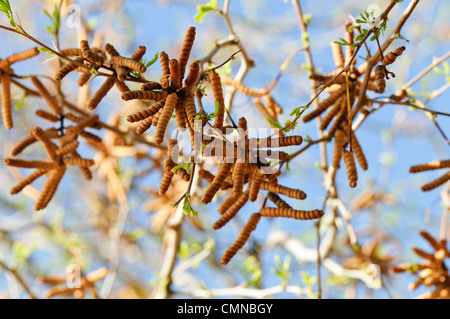 Cluster di capsule di seme su un Screwbean mesquite tree Foto Stock
