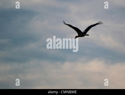 La migrazione di cicogna in volo in un cielo nuvoloso dal tramonto Foto Stock